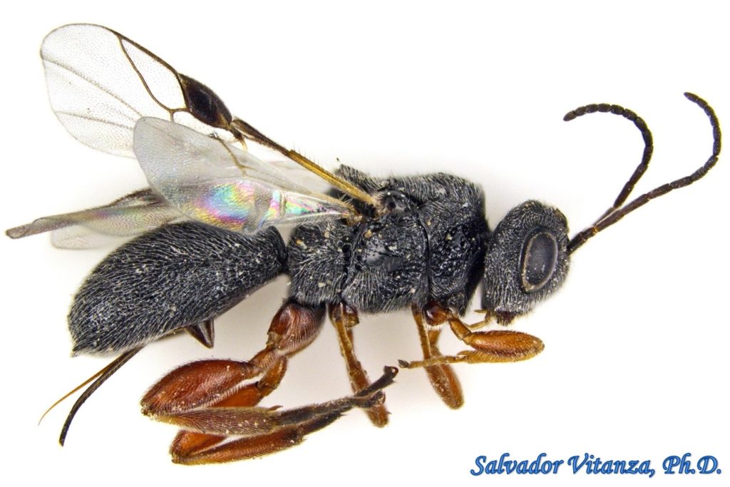 Hymenoptera-Braconidae-Urosigalphus-Braconid Wasps FEMALE (A) - Urban ...