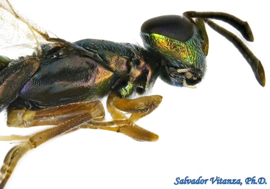 Hymenoptera-Eupelmidae-Brasema-Chalcid Wasps FEMALE (D) - Urban ...