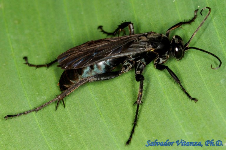 Hymenoptera Pompilidae Anoplius Blue Black Spider Wasps FEMALE A   Hymenoptera Pompilidae Anoplius Blue Black Spider Wasps FEMALE A 768x512 