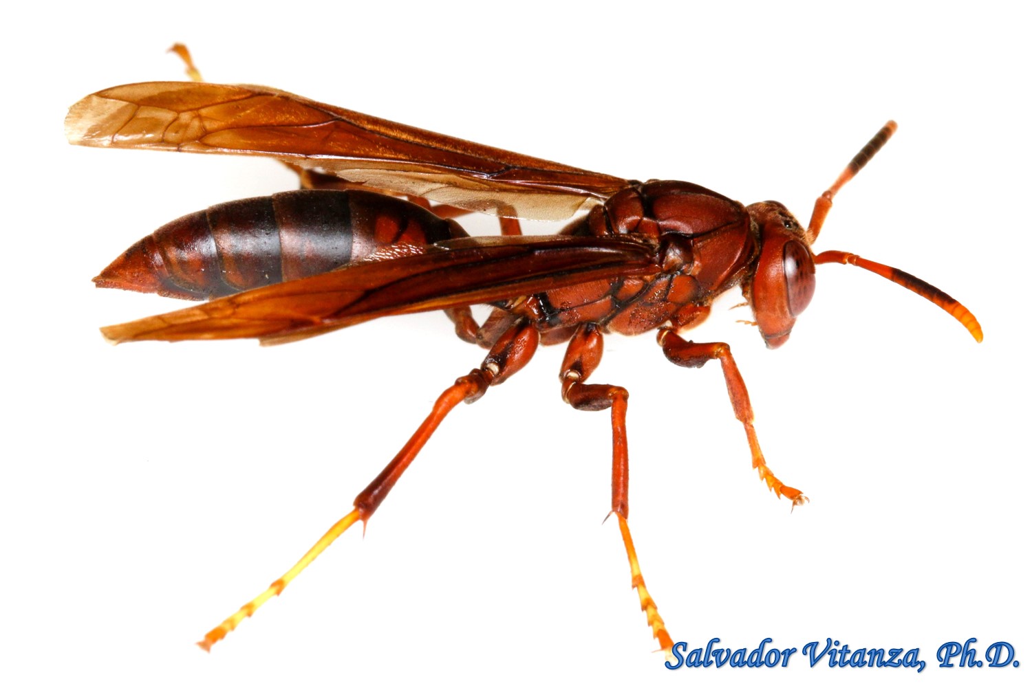 dobbelt Flipper Papua Ny Guinea Hymenoptera-Vespidae-Polistes canadensis-Neotropical Red Paper Wasp (C) -  Urban Programs - El Paso County