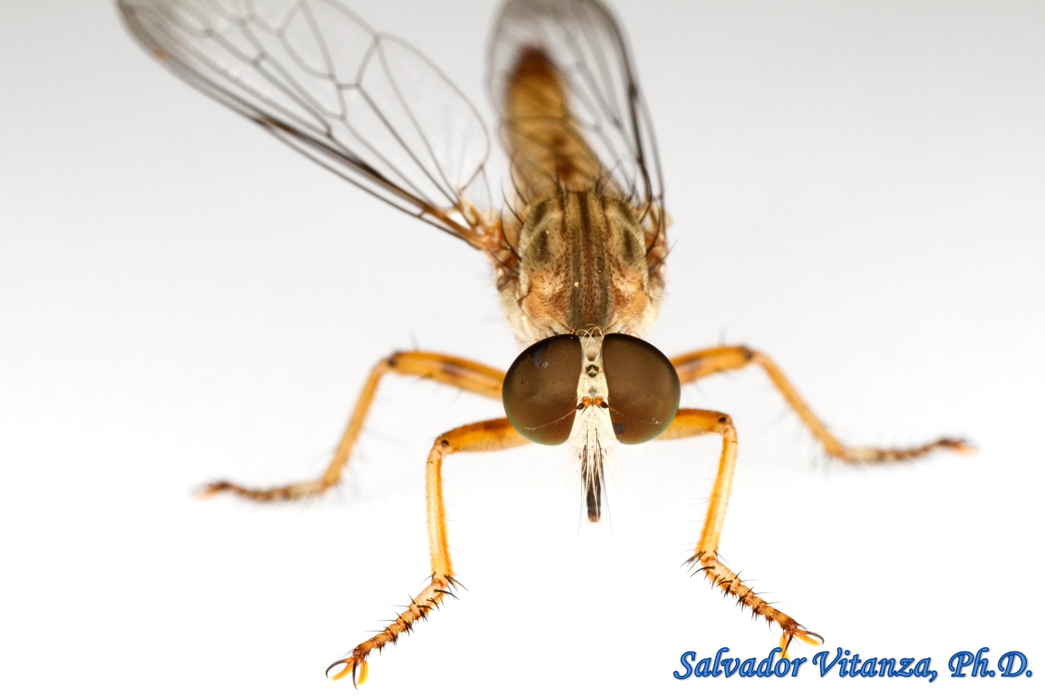 Diptera-Asilidae-Ommatius Baboquivari-Robber Flies FEMALE (B) - Urban ...