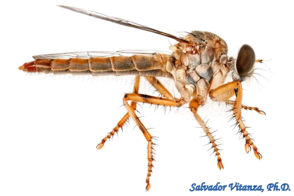 Diptera Asilidae Ommatius Baboquivari Robber Flies Female C Urban Programs El Paso County