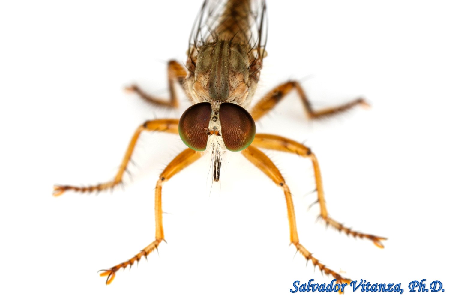 Diptera Asilidae Ommatius Baboquivari Robber Flies Male B Urban Programs El Paso County