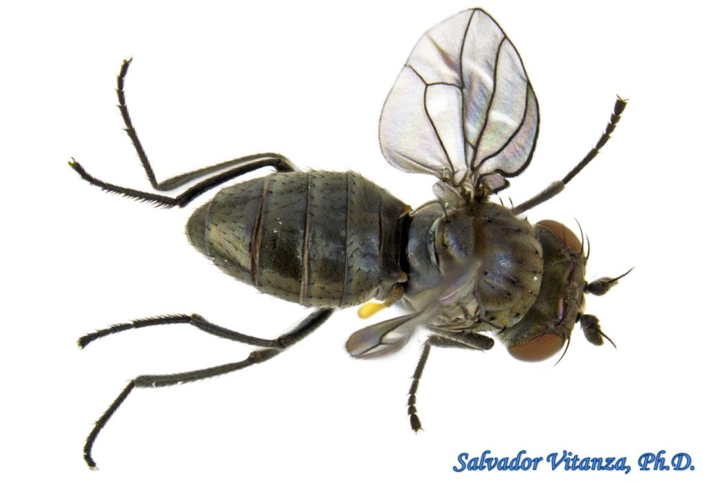 Diptera-Ephydridae-Scatella stagnalis-Shore Flies (E) - Urban Programs ...