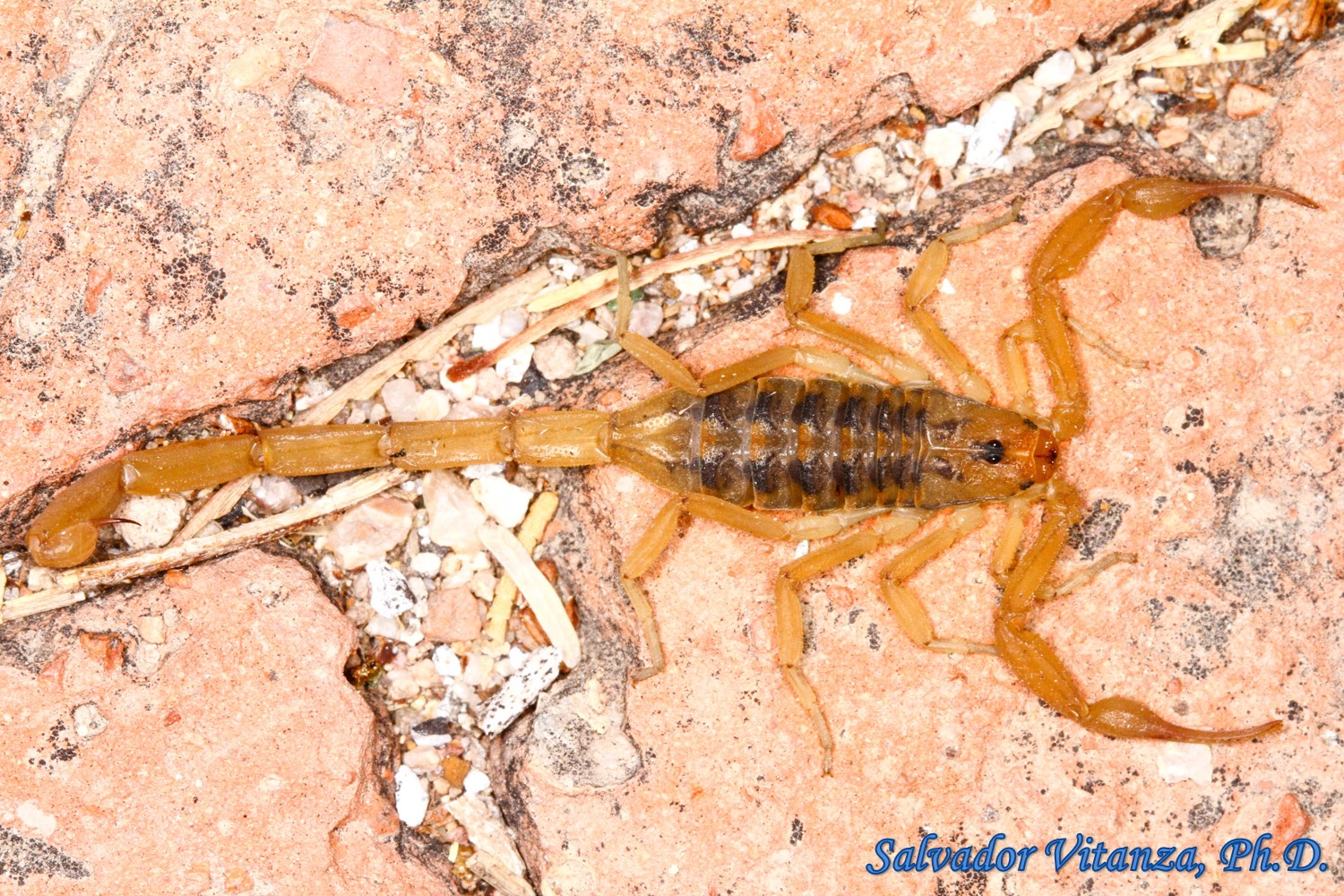 Arachnida-Scorpiones-Buthidae-Centruroides sculpturatus ...