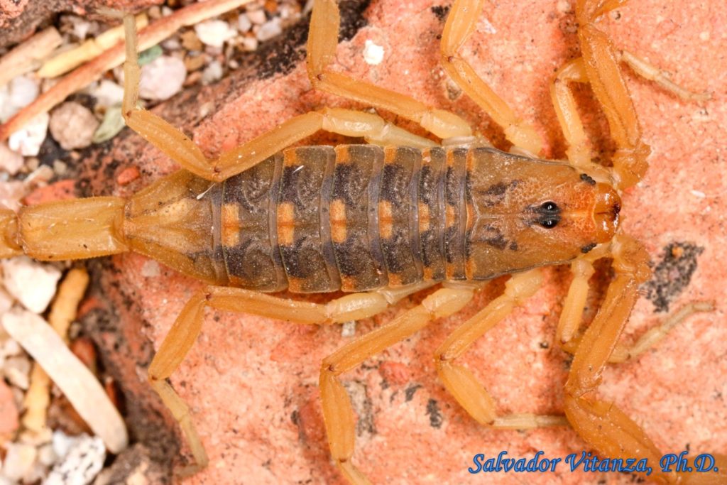 Arachnida-Scorpiones-Buthidae-Centruroides Sculpturatus-Arizona Bark ...