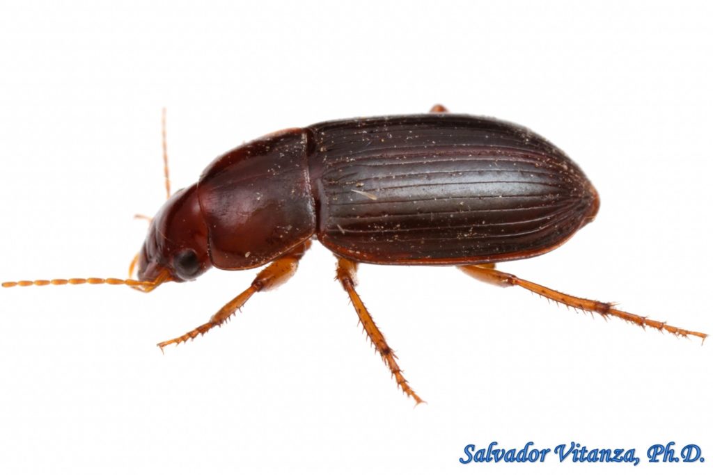 Coleoptera-Carabidae-Selenophorus concinnus-Ground Beetles (B) - Urban ...