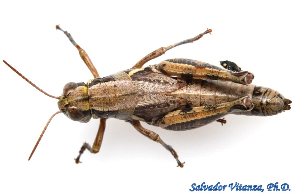 Orthoptera-Acrididae-Melanoplus lakinus-Lakin grasshopper FEMALE (F ...