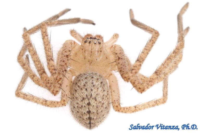 Class Arachnida-Araneae-Sparassidae-Curicaberis-Giant Crab Spiders (B ...