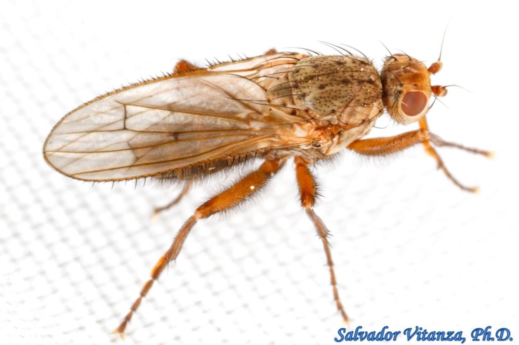 Diptera-Heleomyzidae-Pseudoleria-Sun Flies (D) - Urban Programs - El ...