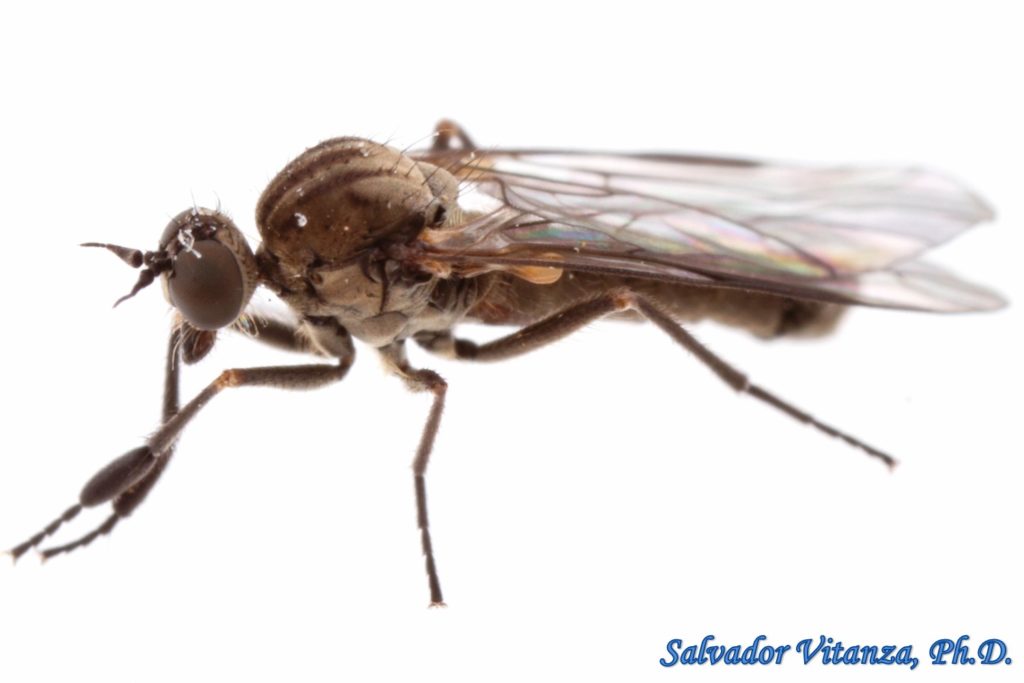 Diptera-Empididae-Hilara-Balloon Flies MALE (B) - Urban Programs - El ...