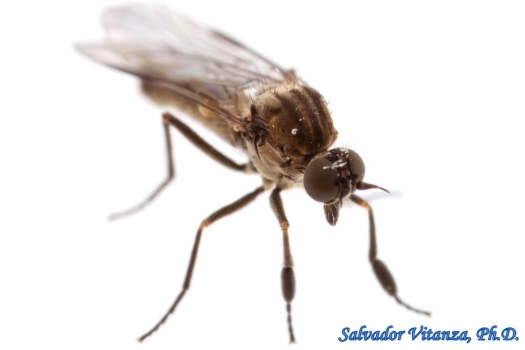 Diptera-Empididae-Hilara-Balloon Flies MALE (C) - Urban Programs - El ...