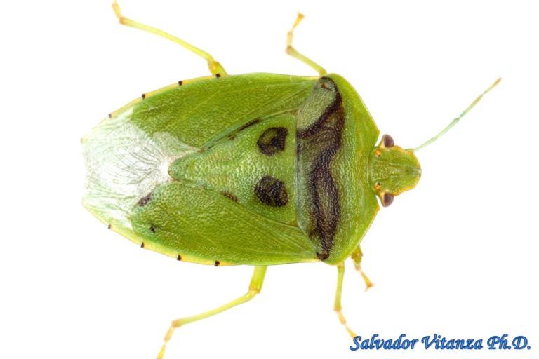 Hemiptera-Heteroptera-Pentatomidae-Chinavia hilaris-Green Stink Bug (A ...