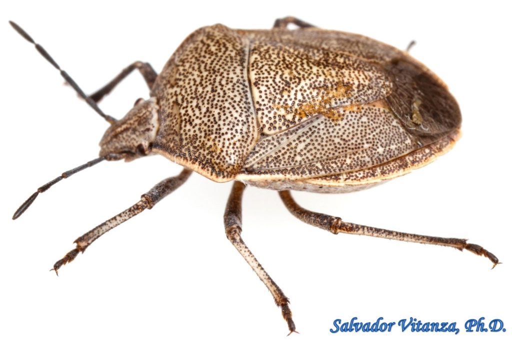 Hemiptera-Heteroptera-Pentatomidae-Hymenarcys crassa-Stink Bugs (B ...