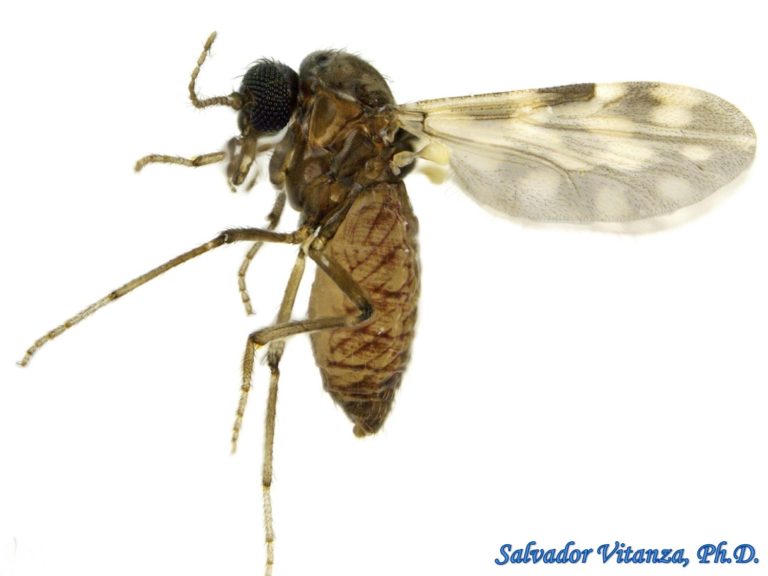 diptera-ceratopogonidae-culicoides-biting-midges-b-urban-programs