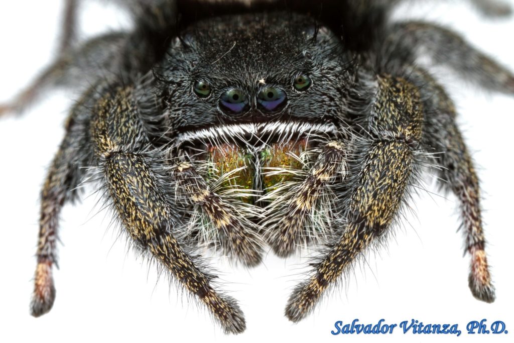 Class Arachnida-Araneae-Salticidae-Phidippus Ardens-Jumping Spiders (D ...