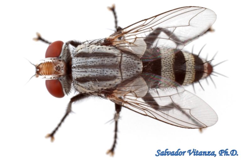 Diptera-Sarcophagidae-Eumacronychia-Satellite Flies MALE (A) - Urban ...