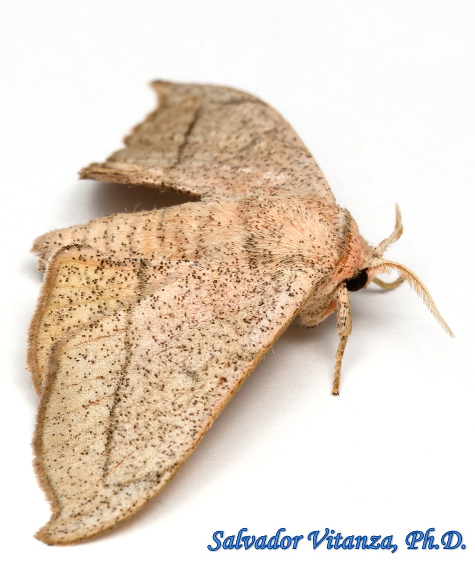 shield bearer moths - Encyclopedia of Life