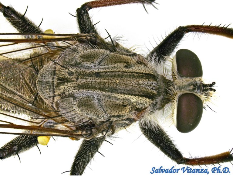 Diptera-Asilidae-Efferia Neosimilis-Robber Flies MALE (D) - Urban ...