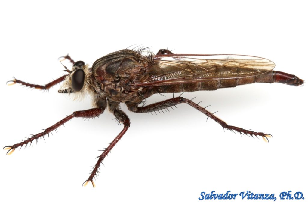 Diptera-Asilidae-Proctacanthus-Robber Flies FEMALE (B) - Urban Programs ...