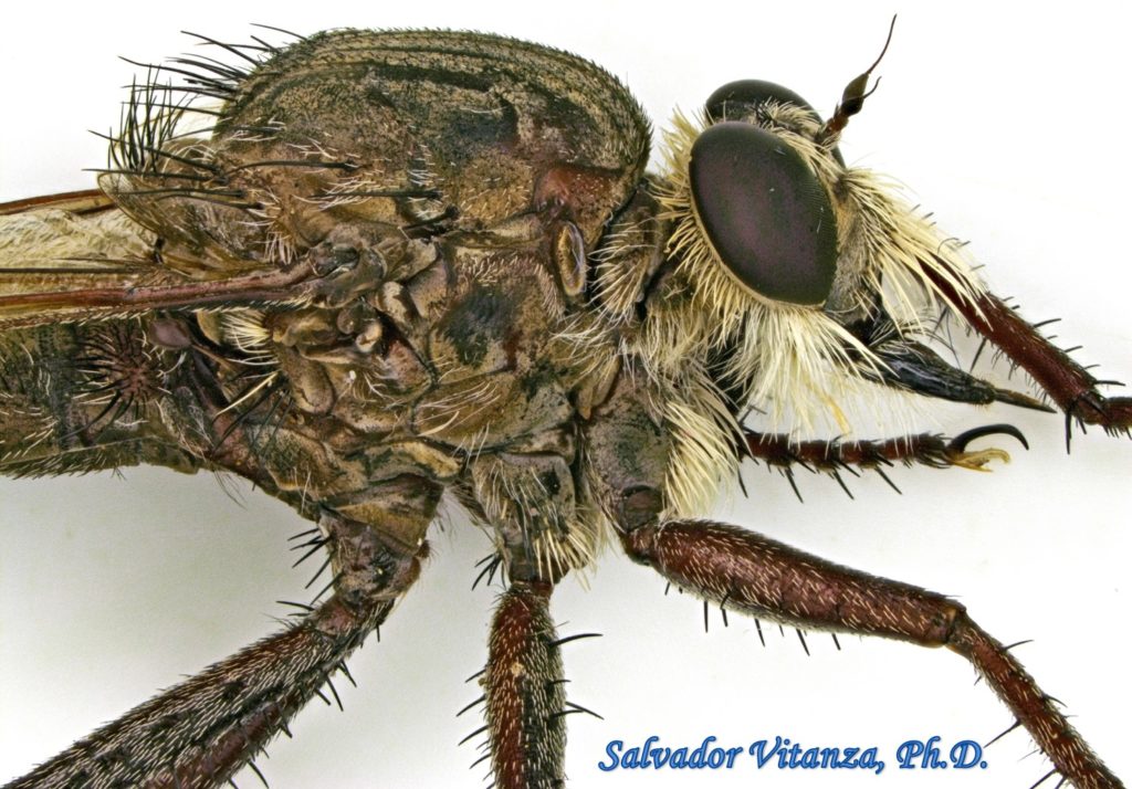 Diptera-Asilidae-Proctacanthus-Robber Flies FEMALE (D) - Urban Programs ...