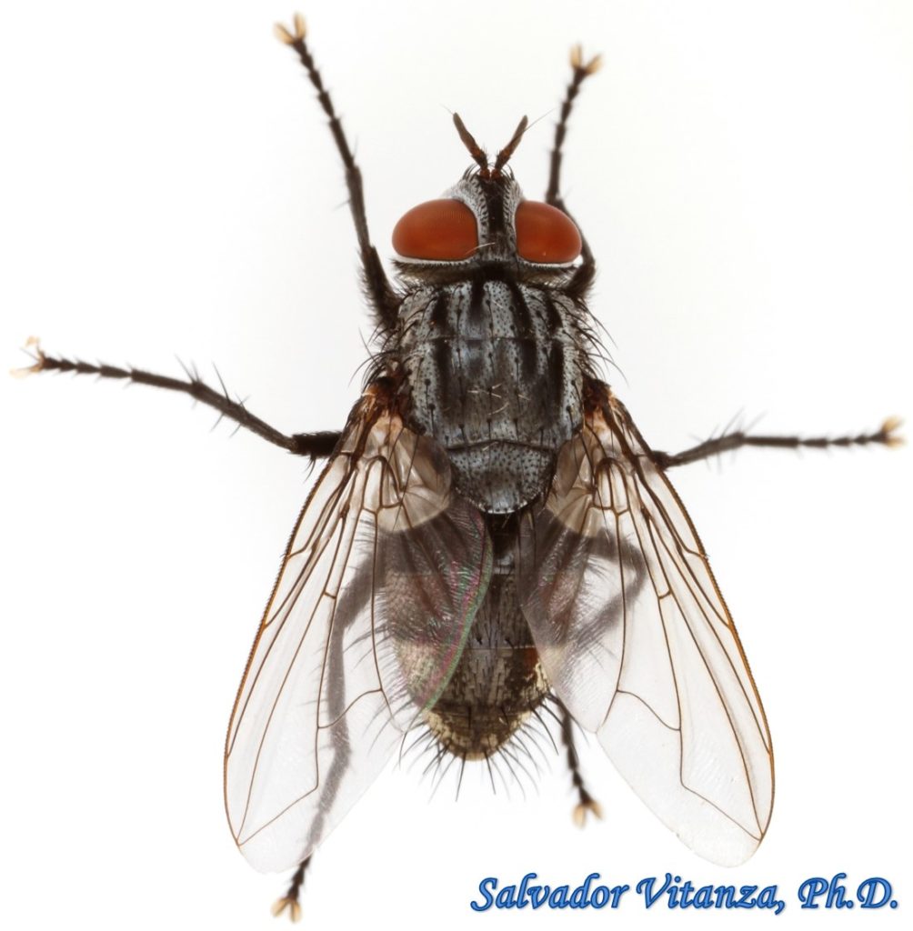 Diptera-Tachinidae-Parasitic Flies MALE (C) - Urban Programs - El Paso ...