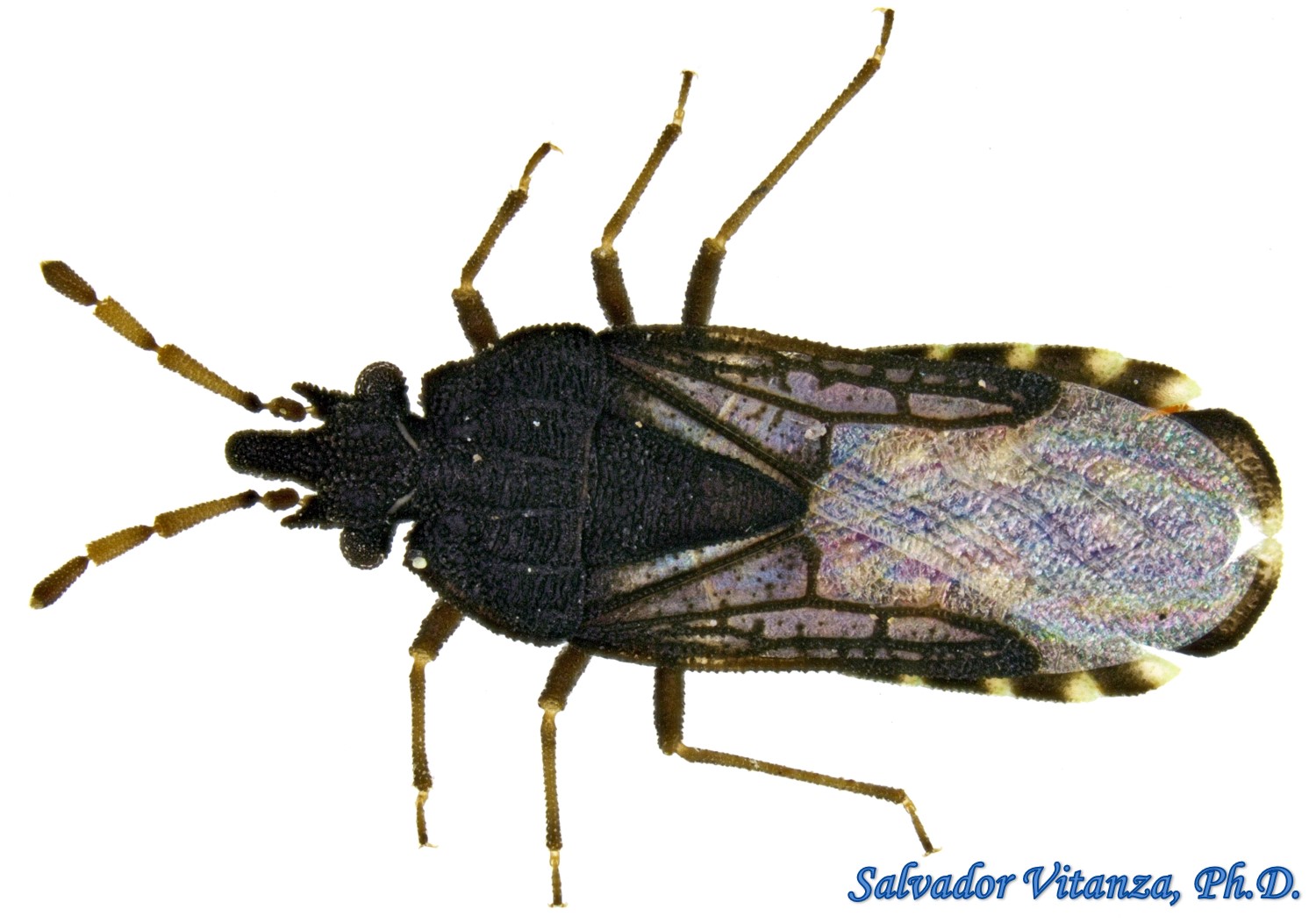 Hemiptera-Heteroptera-Aradidae-Aradus falleni-Flat Bugs (A 