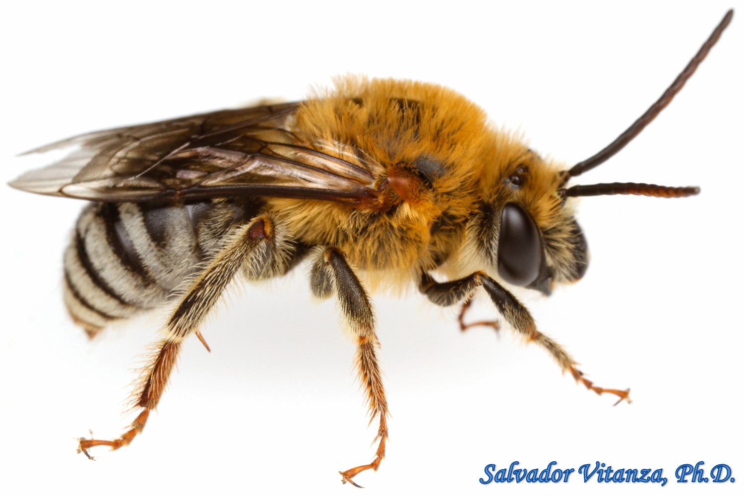 Hymenoptera-Apidae-Peponapis-Squash Bees (B) - Urban Programs - El Paso ...