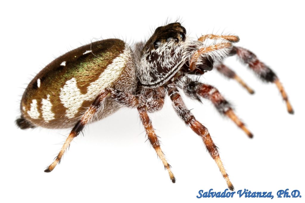 Class Arachnida-Araneae-Salticidae-Paraphidippus Aurantius-Jumping ...