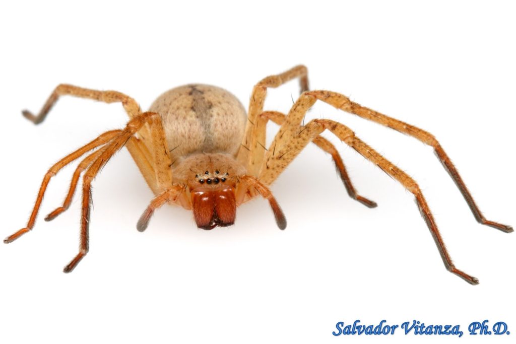 Class Arachnida-Araneae-Sparassidae-Curicaberis-Giant Crab Spiders (G ...