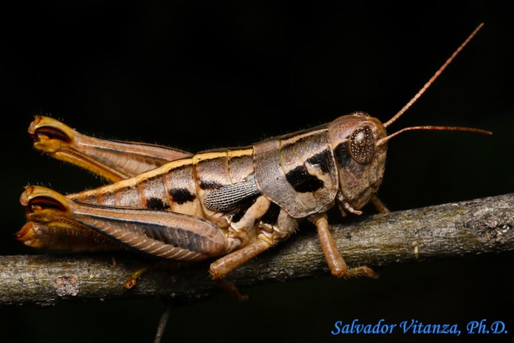 Orthoptera-Acrididae-Barytettix Humphreysii Humphreysii-Humphrey's ...