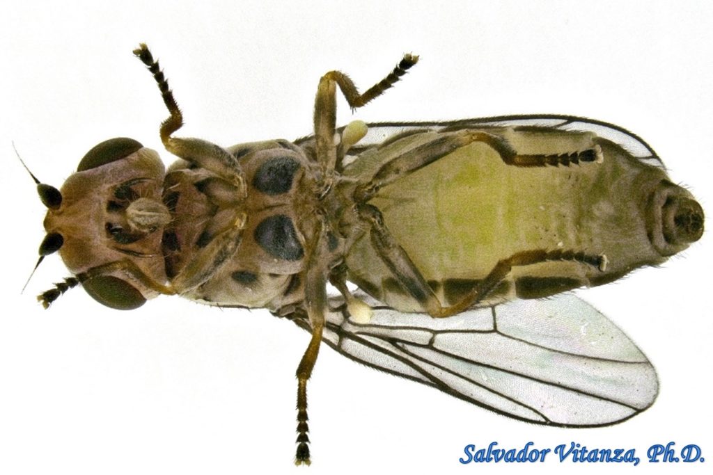 Diptera-chloropidae-chlorops-grass Flies (e) - Urban Programs - El Paso 