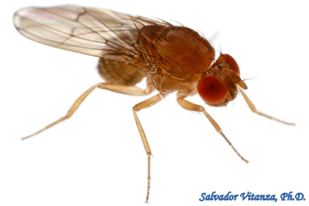 Diptera-Drosophilidae-Drosophila immigrans-Vinegar Flies FEMALE (A ...