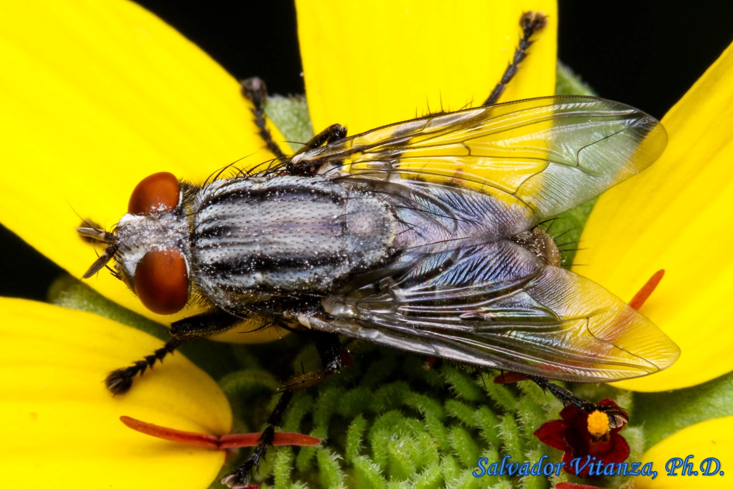 Diptera-Sarcophagidae-Subfamily Sarcophaginae-Flesh Flies (M) - Urban ...