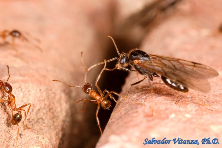 Hymenoptera-Formicidae-Pheidole Obtusospinosa-Big Headed Ants (B ...