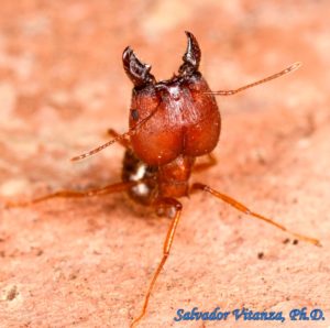 Hymenoptera-Formicidae-Pheidole obtusospinosa-Big headed Ants (C ...