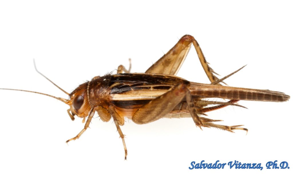 Orthoptera-Gryllidae-Neonemobius mormonius-Mormon Ground Cricket FEMALE ...