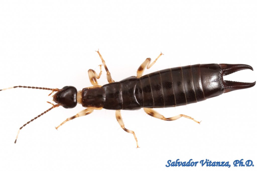 Dermaptera-Anisolabididae-Euborellia annulipes-Ring legged Earwig (A ...