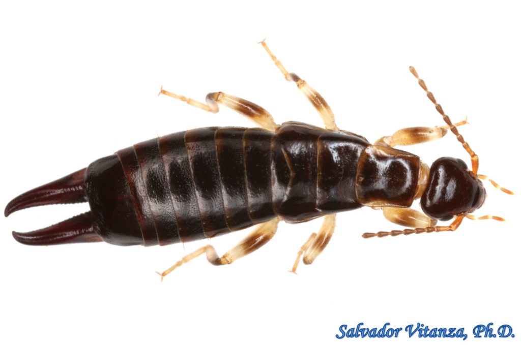 Dermaptera-Anisolabididae-Euborellia annulipes-Ring legged Earwig ...