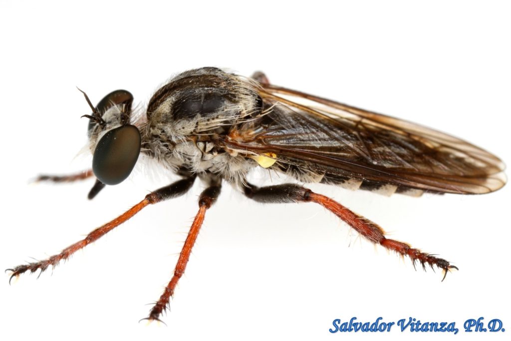 Diptera-Asilidae-Heteropogon paurosomus-Robber Flies FEMALE(C) - Urban ...