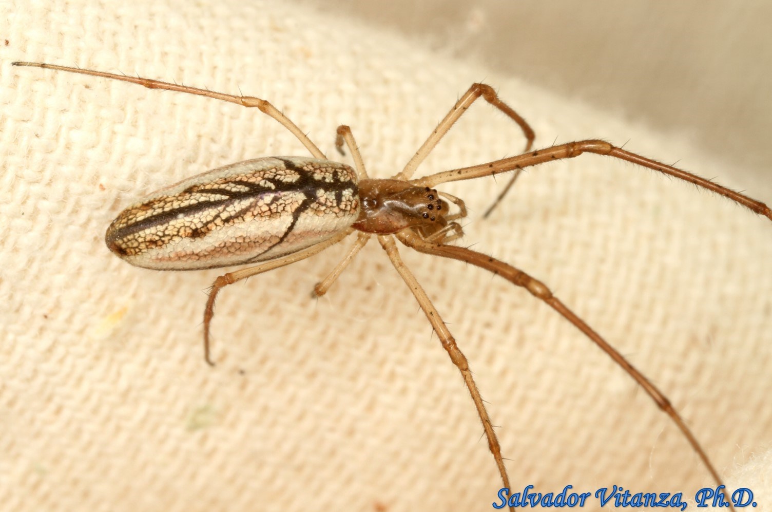 Class-Arachnida-Araneae-Tetragnathidae-Tetragnatha-Longjawed-Orbweavers ...