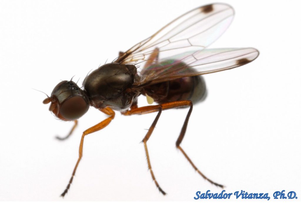 Diptera-Sepsidae-Sepsis-Black Scavenger Flies FEMALE (D) - Urban ...