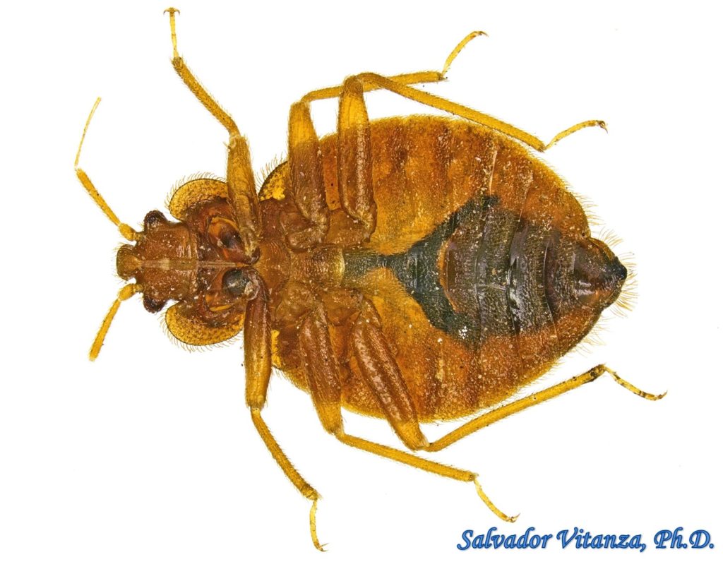 Hemiptera-Heteroptera-Cimicidae-Cimex Lectularius-Common Bed Bug (K ...