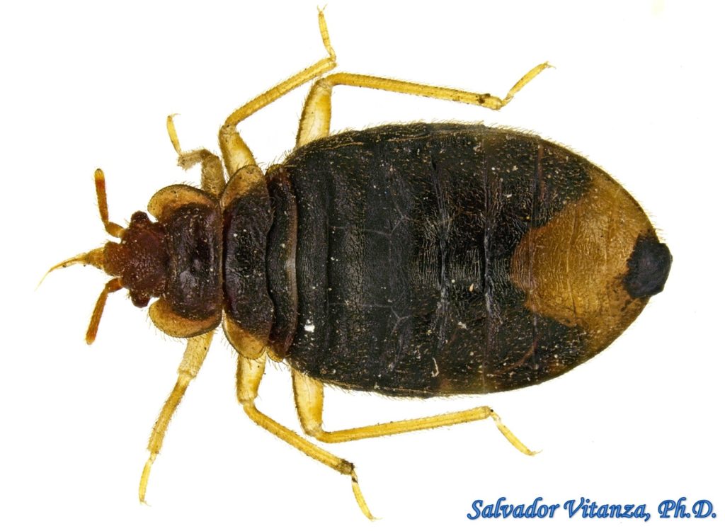 Hemiptera Heteroptera Cimicidae Cimex Lectularius Common Bed Bug N Urban Programs El Paso 4727