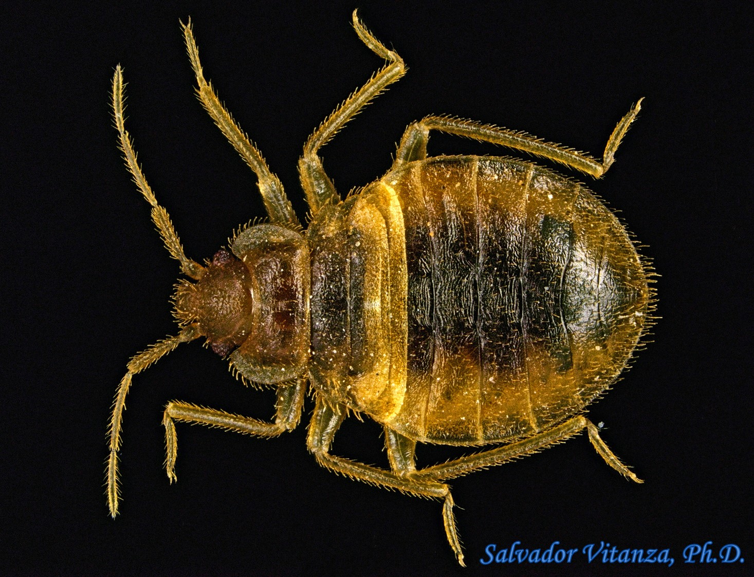 Hemiptera Heteroptera Cimicidae Cimex Lectularius Common Bed Bug Nymphs