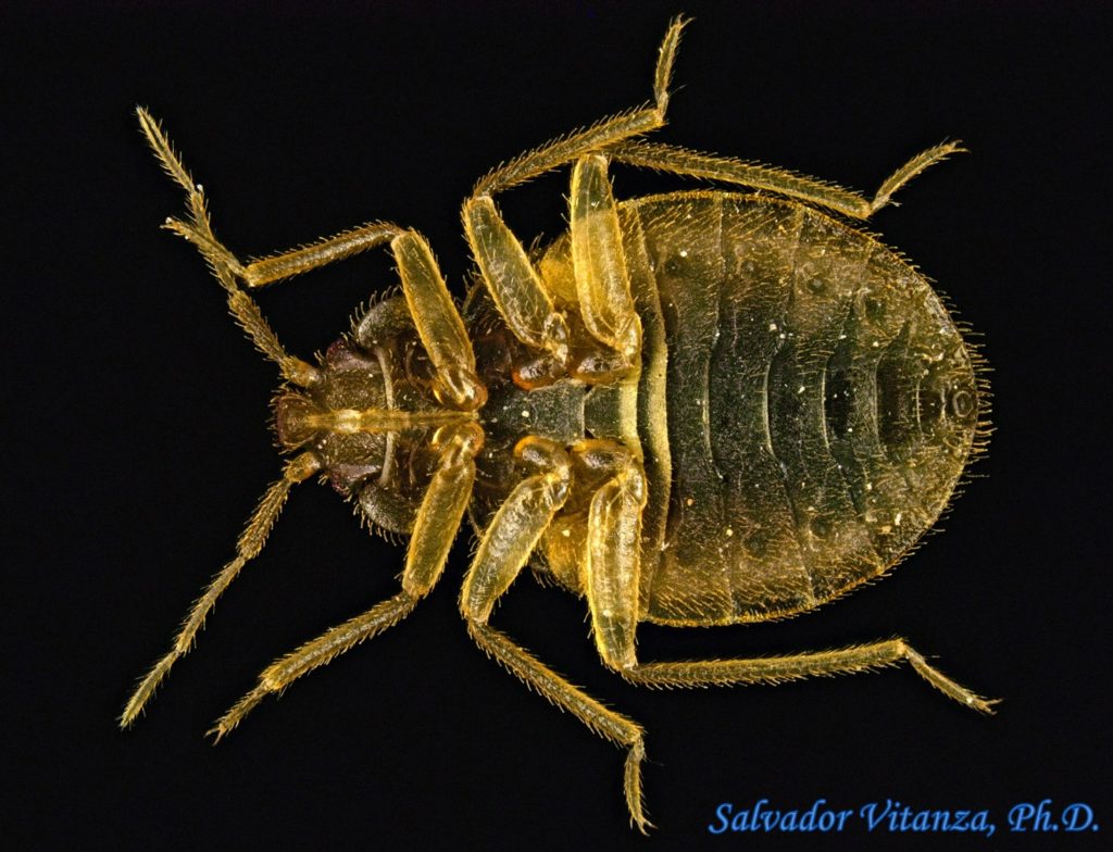 Hemiptera Heteroptera Cimicidae Cimex Lectularius Common Bed Bug Nymphs F Urban Programs 0649