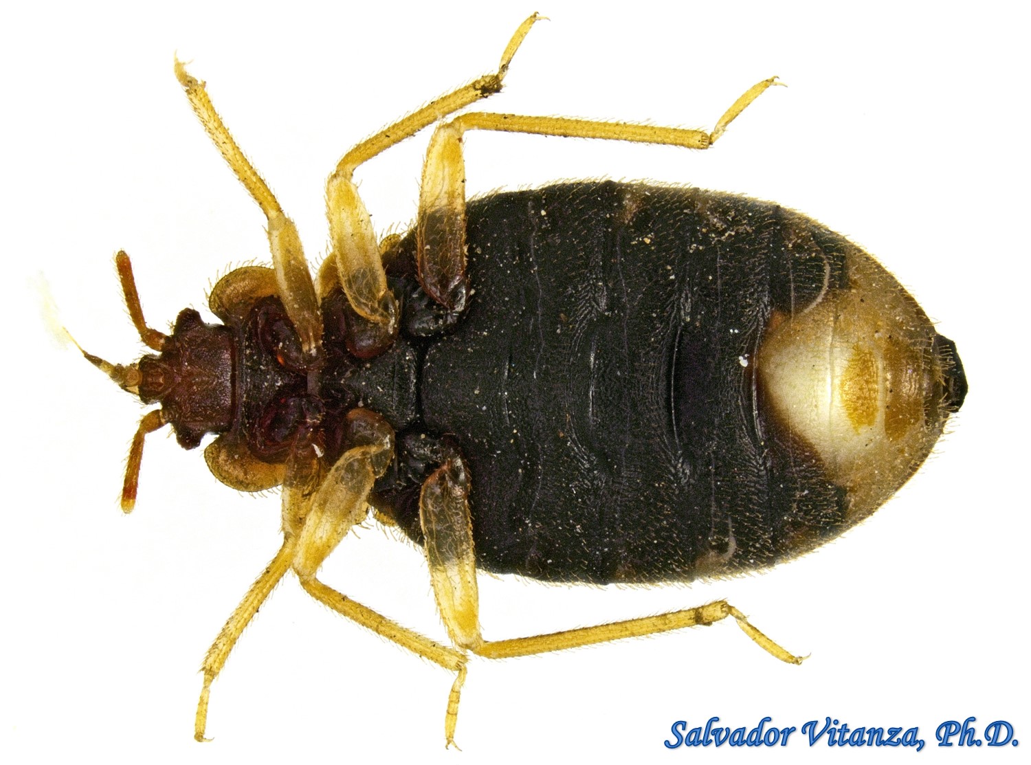 Hemiptera Heteroptera Cimicidae Cimex Lectularius Common Bed Bug O Urban Programs El Paso 2711