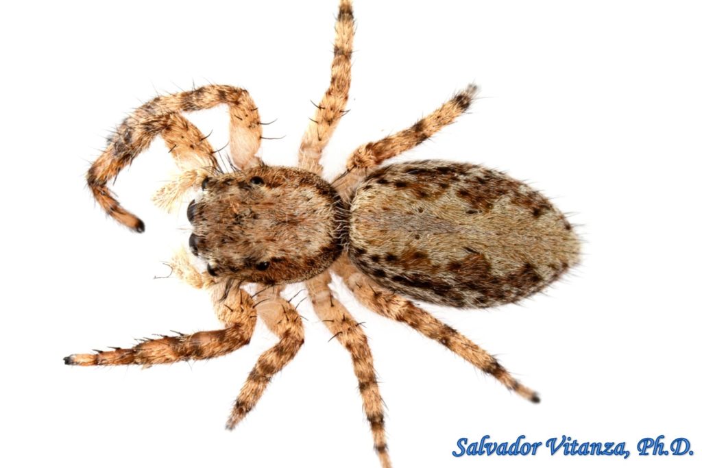 Class Arachnida-Araneae-Salticidae-Platycryptus-Jumping Spiders (B ...