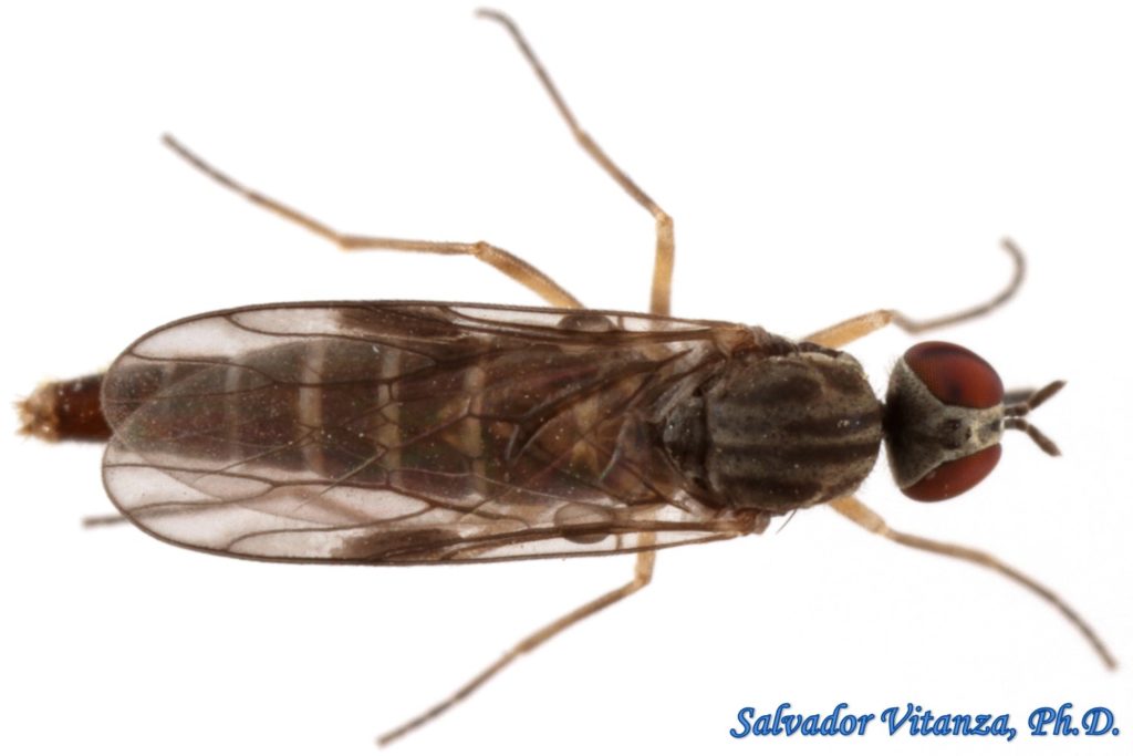 Diptera-Scenopinidae-Prorates-Window Flies (A) - Urban Programs - El ...