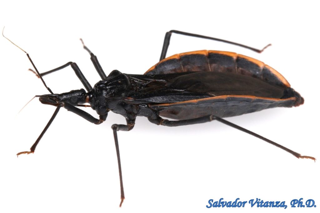 Hemiptera-Heteroptera-Reduviidae-Triatoma Recurva-Kissing Bugs (B ...